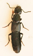 Tasgius ater