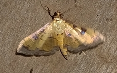 Ategumia ebulealis