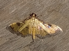Ategumia ebulealis