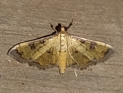 Ategumia ebulealis