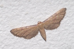 Idaea infirmaria