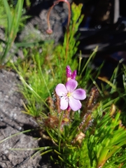 Drosera capensis