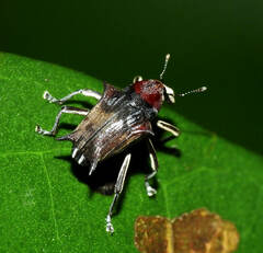 Pteracanthus smidtii