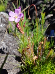 Drosera capensis