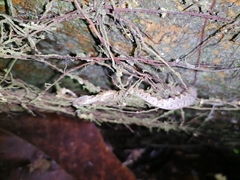 Leptodeira ashmeadii