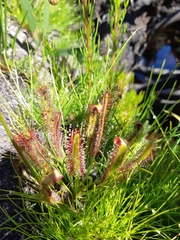 Drosera capensis