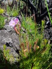 Drosera capensis