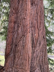 Sequoioideae
