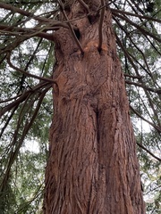 Sequoioideae