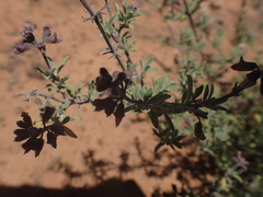 Ocimum burchellianum