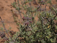 Ocimum burchellianum