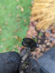 Psilocybe