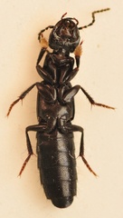 Tasgius ater