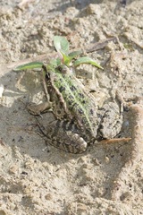 Pelophylax ridibundus