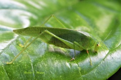 Anaulacomera