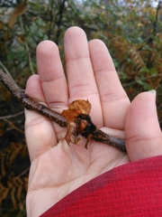 Dryocosmus kuriphilus