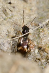 Bembidion articulatum