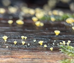 Calycina claroflava
