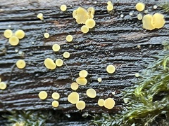 Calycina claroflava