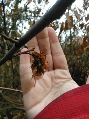 Dryocosmus kuriphilus