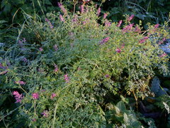 Fumaria officinalis