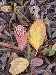 Lysurus periphragmoides