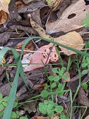 Lysurus periphragmoides