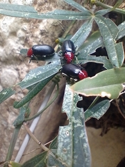 Cacoscelis nigripennis