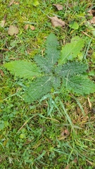 Cirsium vulgare