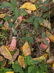 Lysurus periphragmoides