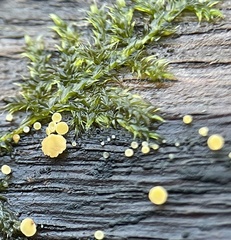 Calycina claroflava