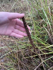 Platanthera elegans elegans