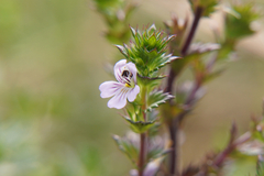 Euphrasia stricta
