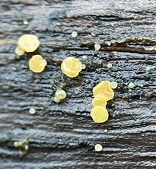Calycina claroflava