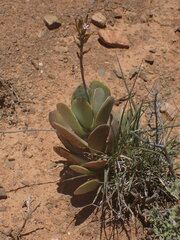 Adromischus sphenophyllus