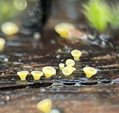 Calycina claroflava