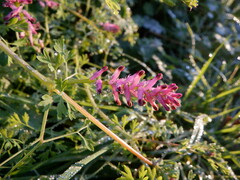 Fumaria officinalis