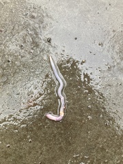 Oligochaeta