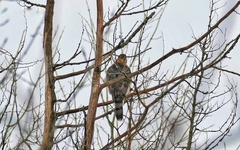 Accipiter cooperii