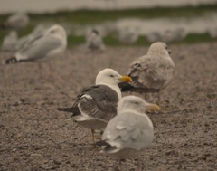Larus marinus