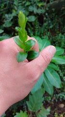 Baccharis bogotensis