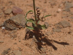 Dipcadi brevifolium