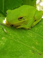 Hyla gratiosa