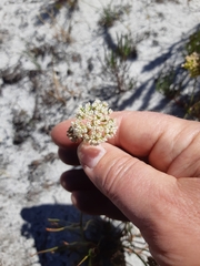 Dasispermum