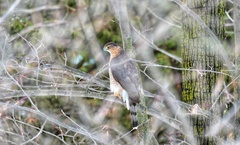 Accipiter cooperii