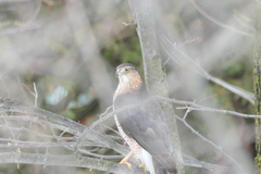 Accipiter cooperii