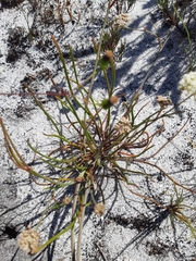 Dasispermum