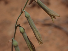 Dipcadi brevifolium