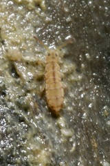 Isotomurus