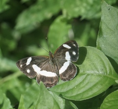 Dynamine serina